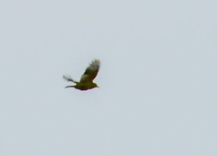 Thraupis palmarum