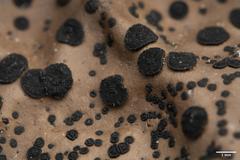 Umbilicaria krascheninnikovii
