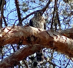 Accipiter cooperii