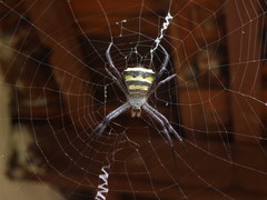 Argiope anasuja