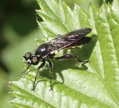 Choerades marginata