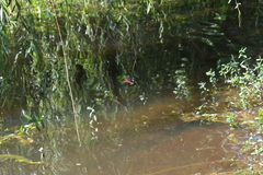 Libellula croceipennis