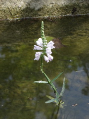 Physostegia angustifolia