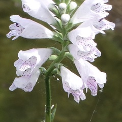 Physostegia angustifolia