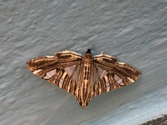 Glyphodes shafferorum