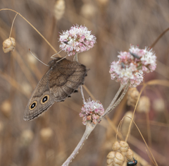 Cercyonis pegala boopis