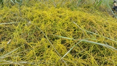 Cassytha filiformis
