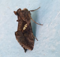 Chrysodeixis chalcites