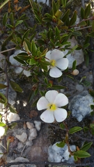 Xerochlamys itremoensis