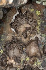 Umbilicaria krascheninnikovii
