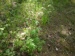 Valeriana officinalis