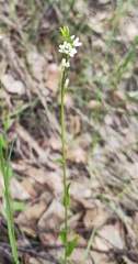 Arabis sagittata borealis