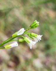 Arabis sagittata borealis