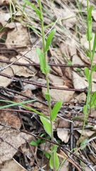 Arabis sagittata borealis