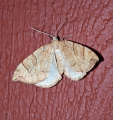 Eulithis propulsata