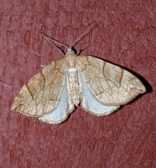 Eulithis propulsata