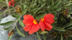 Crossandra grandidieri