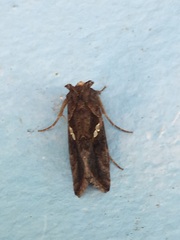 Chrysodeixis chalcites