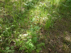 Valeriana officinalis