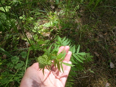 Valeriana officinalis