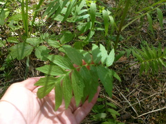 Valeriana officinalis