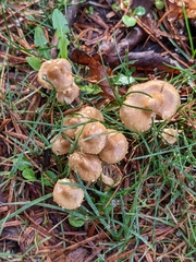 Pholiota subflammans