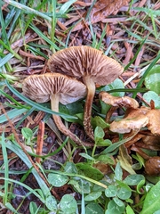 Pholiota subflammans