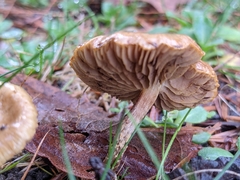 Pholiota subflammans