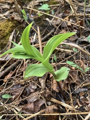 Epipactis
