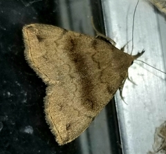 Phalaenostola eumelusalis