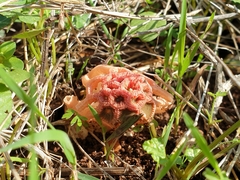 Colus hirudinosus