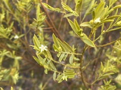 Olax stricta