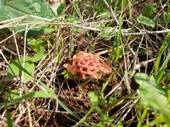 Colus hirudinosus