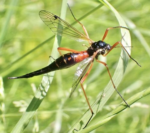 Giant Sabre Comb Horn Cranefly, Zandleij, Udenhout, Noord-Brabant, NL, photo 4 of 10