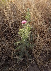Cirsium ochrocentrum martinii