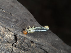 Pteryperga galla