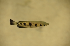 Seven-Spot Archerfish photo 4
