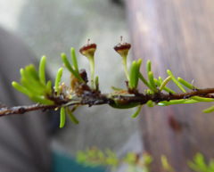 Astartea fascicularis