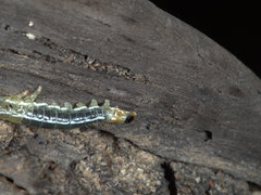 Pteryperga galla