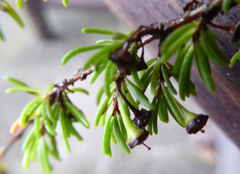 Astartea fascicularis