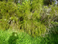 Astartea fascicularis