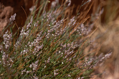 Polygala scoparioides