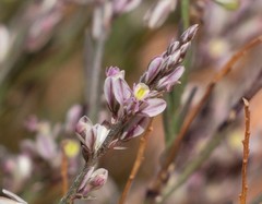 Polygala scoparioides
