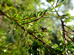 Astartea fascicularis