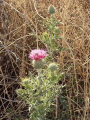 Cirsium ochrocentrum martinii