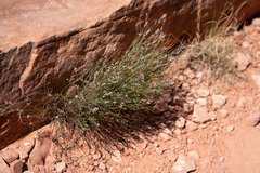 Polygala scoparioides