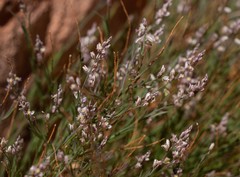 Polygala scoparioides