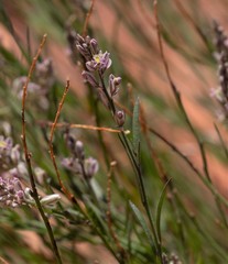 Polygala scoparioides