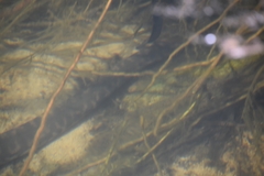 Acrochordus arafurae