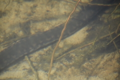 Acrochordus arafurae